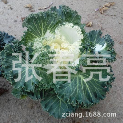 耐寒羽衣甘藍 冬季觀葉花卉的園藝選擇