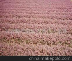 常年低價(jià)供應(yīng)優(yōu)質(zhì)大圓葉紅花繼木及造型產(chǎn)品——長(zhǎng)沙縣跳馬鄉(xiāng)森旺花卉苗木場(chǎng)